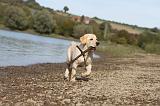 LABRADOR 165